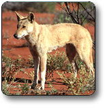 Uluru - Kata Tjuta National Park - Tourism TAS 3