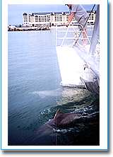 Temptation Sailing - Tourism TAS 1