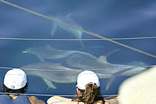 Temptation Sailing - Tourism TAS 2