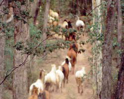 High Country Horses - Tourism TAS 2