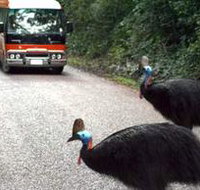 Kookaburra Tours - Tourism TAS