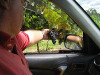Mount Tamborine Winery & Homestead - Tourism TAS 1