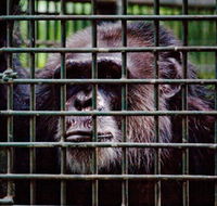 Rockhampton Zoo - Tourism TAS