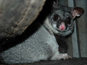 Bunbury Wildlife Park - Tourism TAS 2