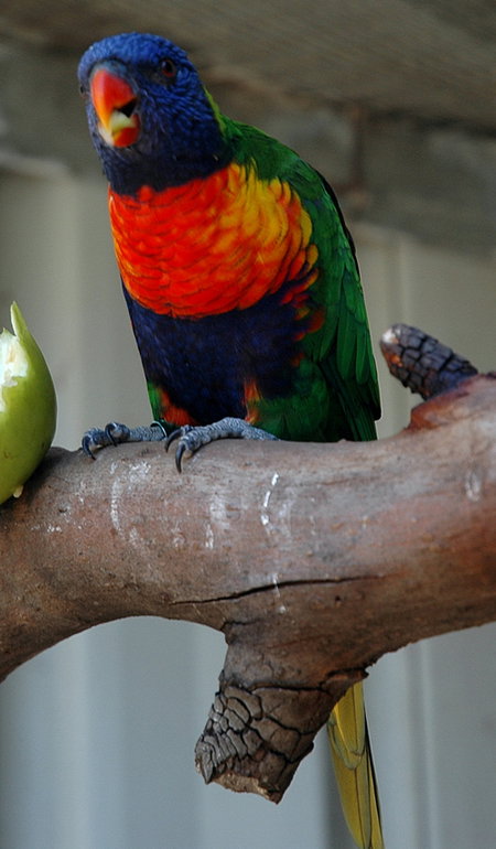 Bunbury Wildlife Park - Tourism TAS 3