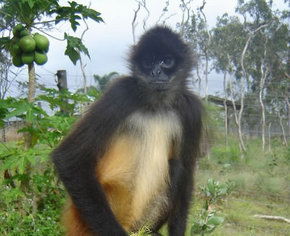 Cairns Wildlife Safari Reserve - Hobart Tourism 3