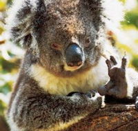 Gorge Wildlife Park - Tourism TAS