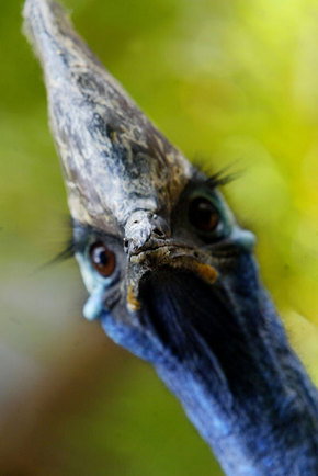 Symbio Wildlife Gardens - Tourism TAS 2