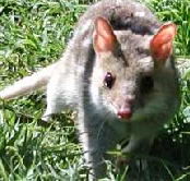 Urimbirra Wildlife Park - Tourism TAS