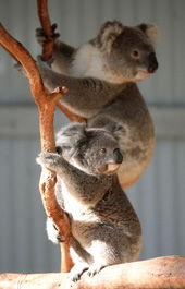 Waterways Wildlife Park - Tourism TAS 1