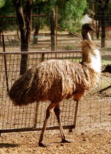 Waterways Wildlife Park - Tourism TAS 2