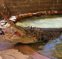 Wyndham Zoological Gardens and Crocodile Park - Tourism TAS