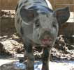 Wagga Wagga Zoo - Tourism TAS