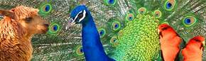 Wagga Wagga Zoo - Tourism TAS 1