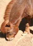 Wagga Wagga Zoo - Tourism TAS 3