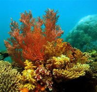 Three Islands Whale Shark Dive - Tourism TAS