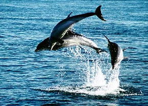 Polperro Dolphin Swims - Tourism TAS 1