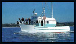 Polperro Dolphin Swims - Tourism TAS 2