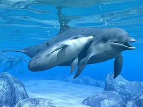 Polperro Dolphin Swims - Tourism TAS 3