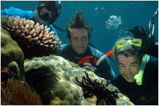 Dolphin Wild - Tourism TAS 1