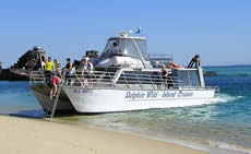 Dolphin Wild - Tourism TAS 2