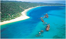 Dolphin Wild - Tourism TAS 3