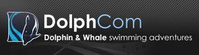 Dolphcom - Dolphin & Whale Swimming Adventures - Tourism TAS 0