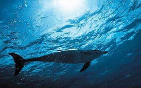 Dolphcom - Dolphin & Whale Swimming Adventures - Tourism TAS 1