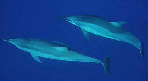 Dolphcom - Dolphin & Whale Swimming Adventures - Tourism TAS 3