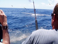 Downunder Charters - Tourism TAS 3