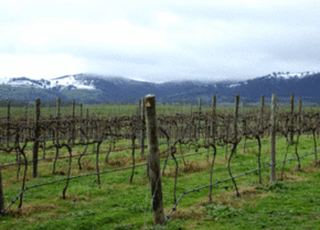 Kinloch Wines - Tourism TAS