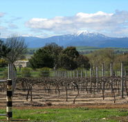 Buller View Wines - Tourism TAS