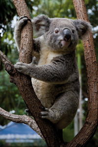 Currumbin Wildlife Sanctuary - Hobart Tourism 1
