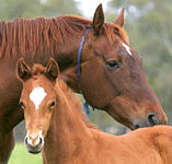Blue Gum Farm - Tourism TAS
