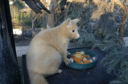Caversham Wildlife Park - Tourism TAS 1