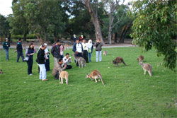 Caversham Wildlife Park - Tourism TAS 2