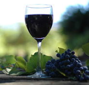 Lion Mill Vineyards - Tourism TAS