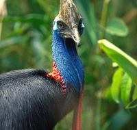 David Fleay Wildlife Park - Hobart Tourism