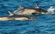 Dolphin Swim Australia - thumb 0