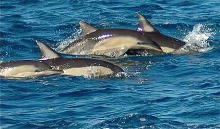 Dolphin Swim Australia - Tourism TAS 0