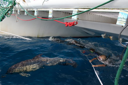 Dolphin Swim Australia - Tourism TAS 1