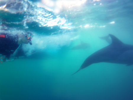 Dolphin Swim Australia - Tourism TAS 2