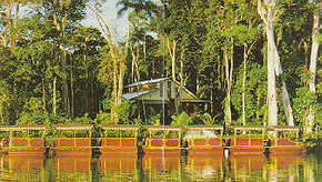 Daintree Rainforest River Trains - Tourism TAS 3