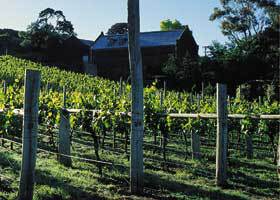 Goona Warra Vineyard - Tourism TAS 1