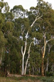 Heysen - The Cedars - Tourism TAS 2