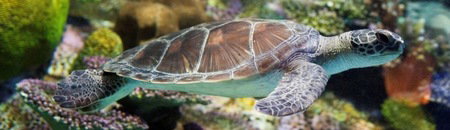 Melbourne Aquarium - Tourism TAS 1