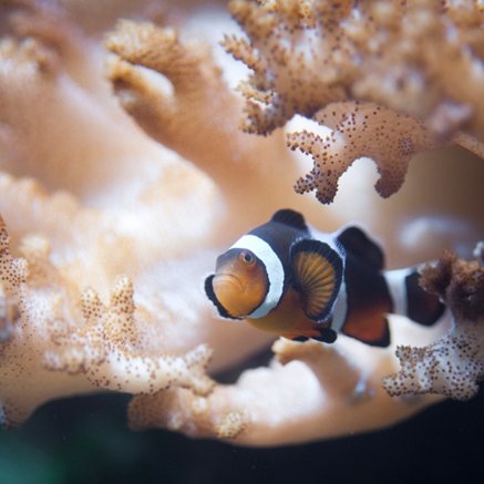 Melbourne Aquarium - Tourism TAS 2