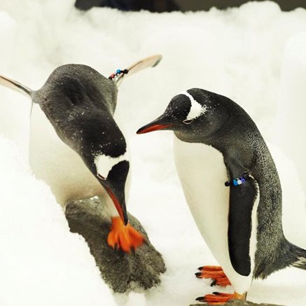 Melbourne Aquarium - Tourism TAS 3