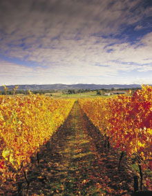 South Melbourne VIC Tourism TAS