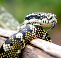 Reptile Encounters - Tourism TAS